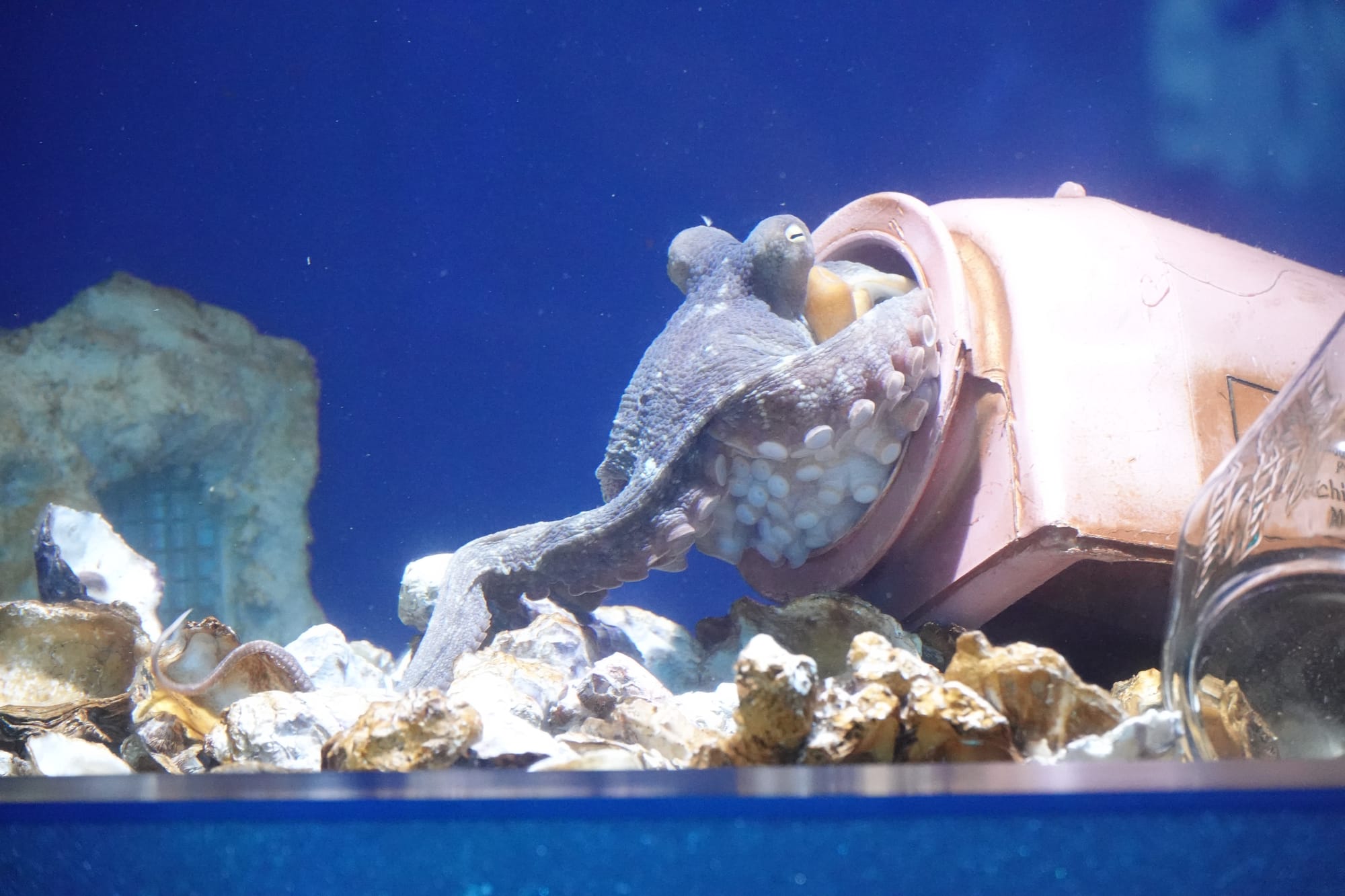 Tag 16 - Ich bin reif, reif, reif, reif für die Insel